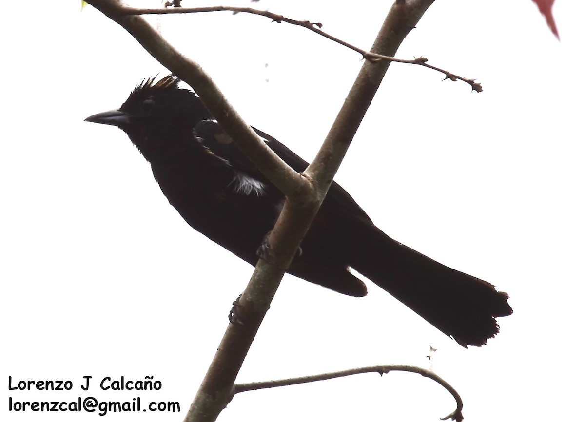 Fulvous-crested Tanager - Lorenzo Calcaño