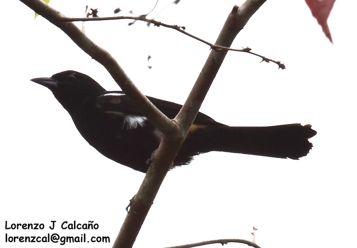 Fulvous-crested Tanager - Lorenzo Calcaño