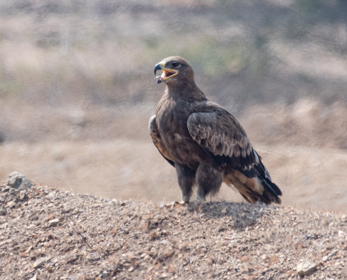 Aigle des steppes - ML294757391