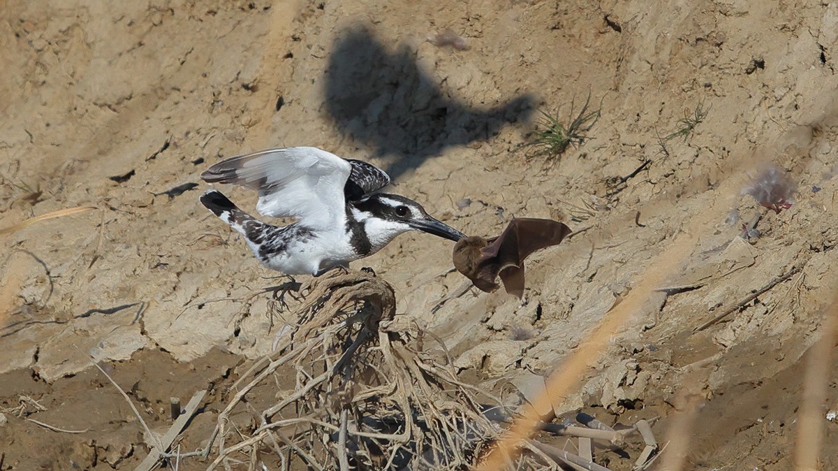 Pied Kingfisher - ML294759641