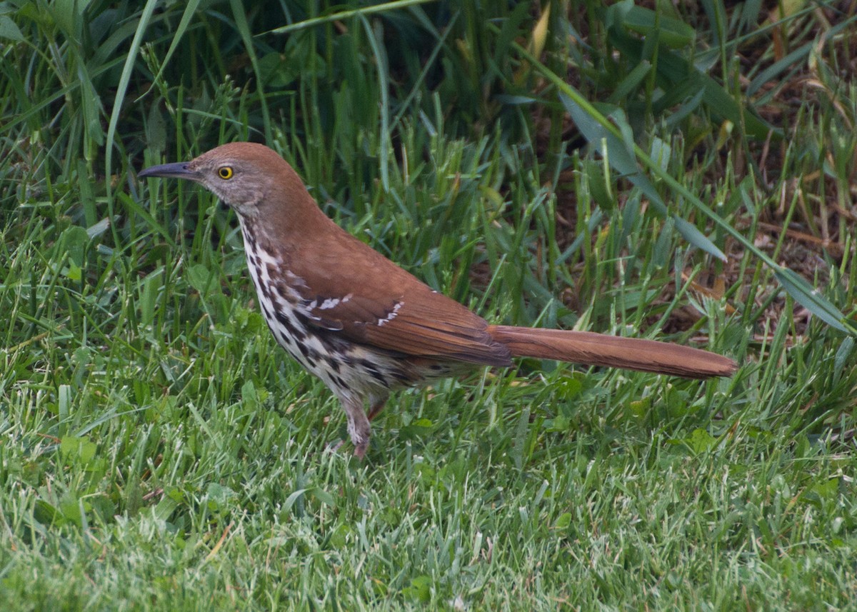 Brown Thrasher - ML294760161