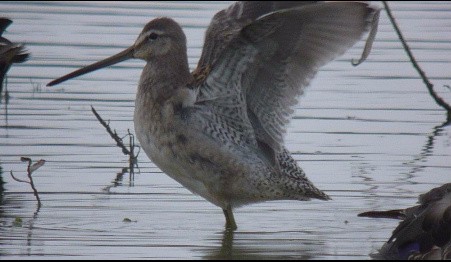 Long-billed Dowitcher - ML294761951