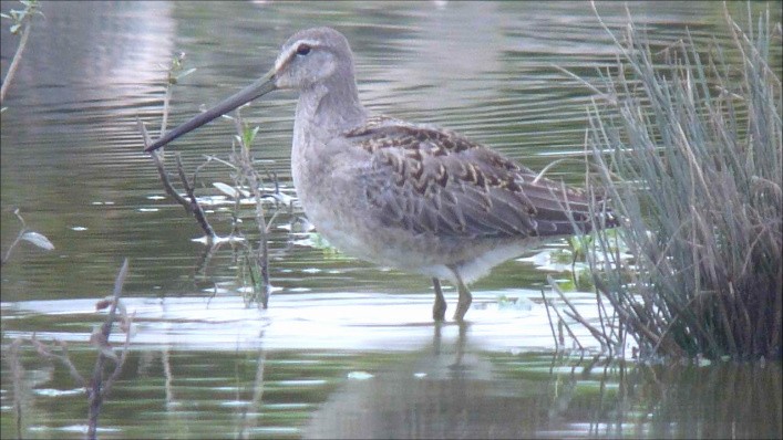 Long-billed Dowitcher - ML294761961