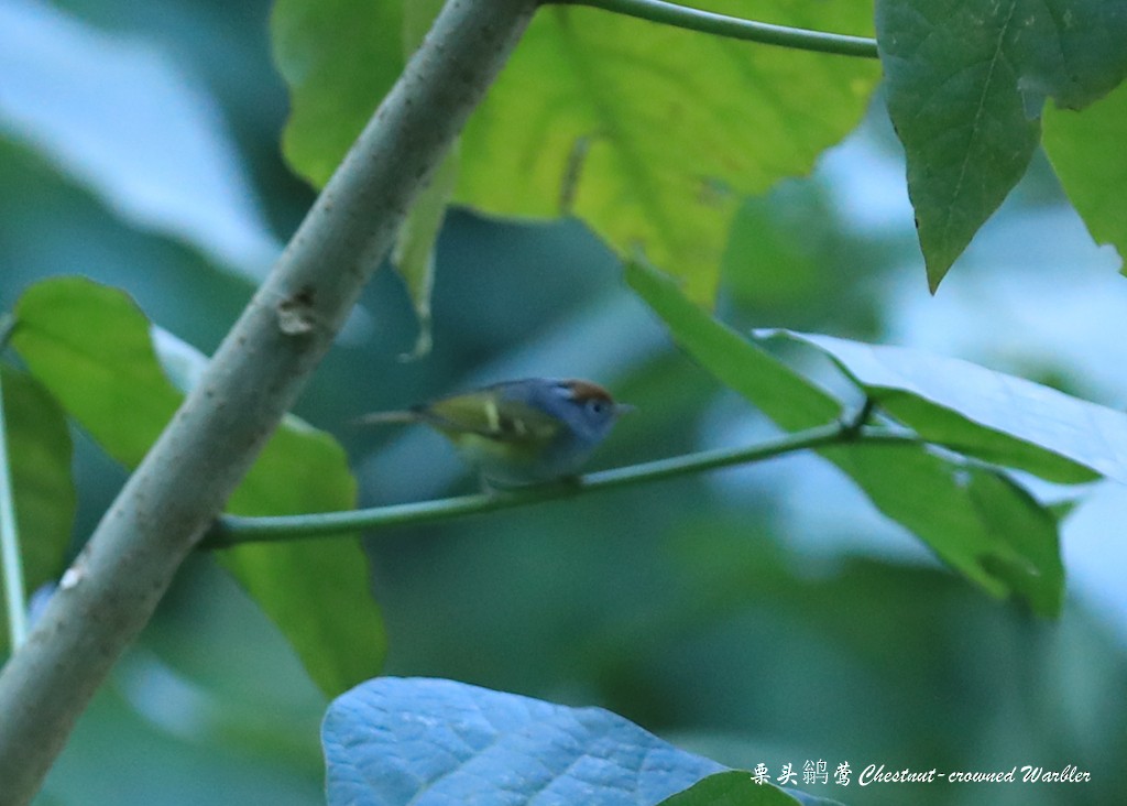 Chestnut-crowned Warbler - Qiang Zeng