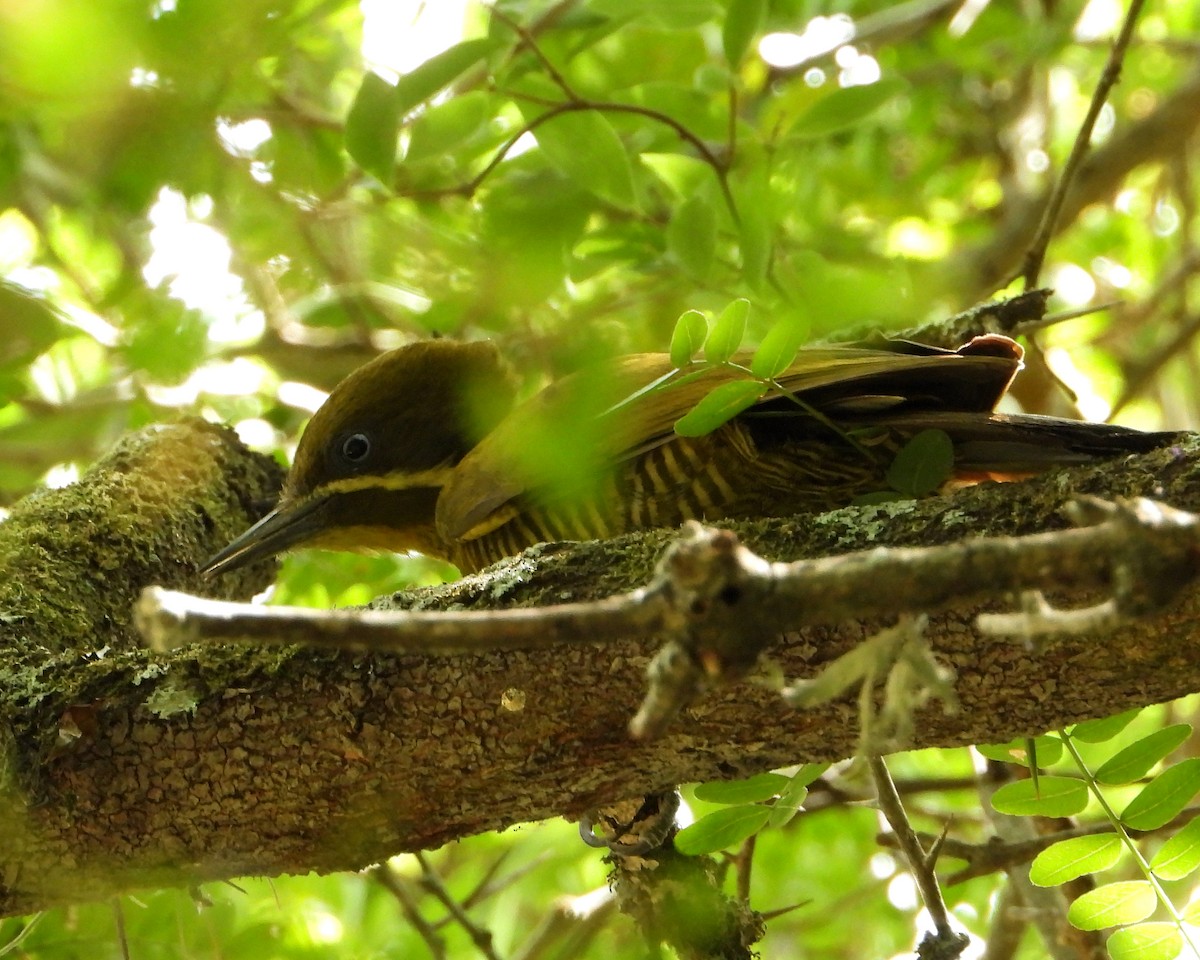 Golden-green Woodpecker - ML294762721