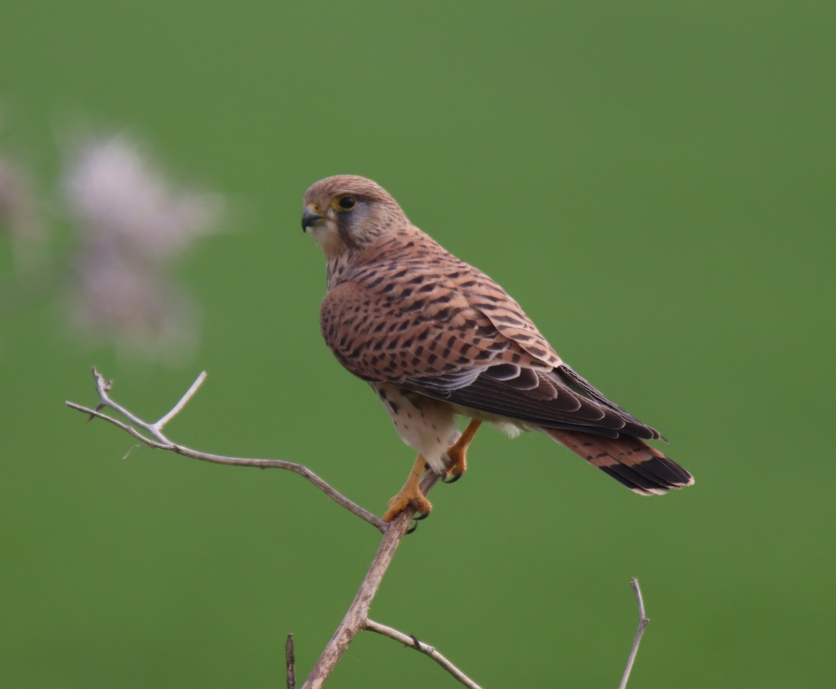 Eurasian Kestrel - ML294762931