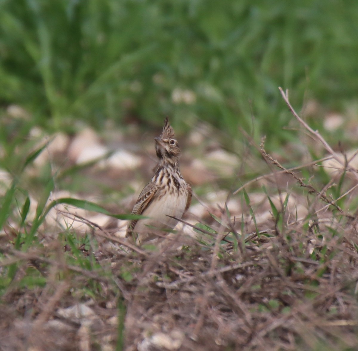 Crested Lark - ML294763081