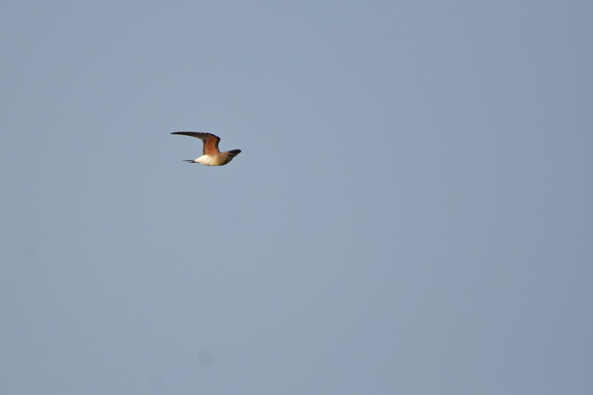 Collared Pratincole - ML294763311