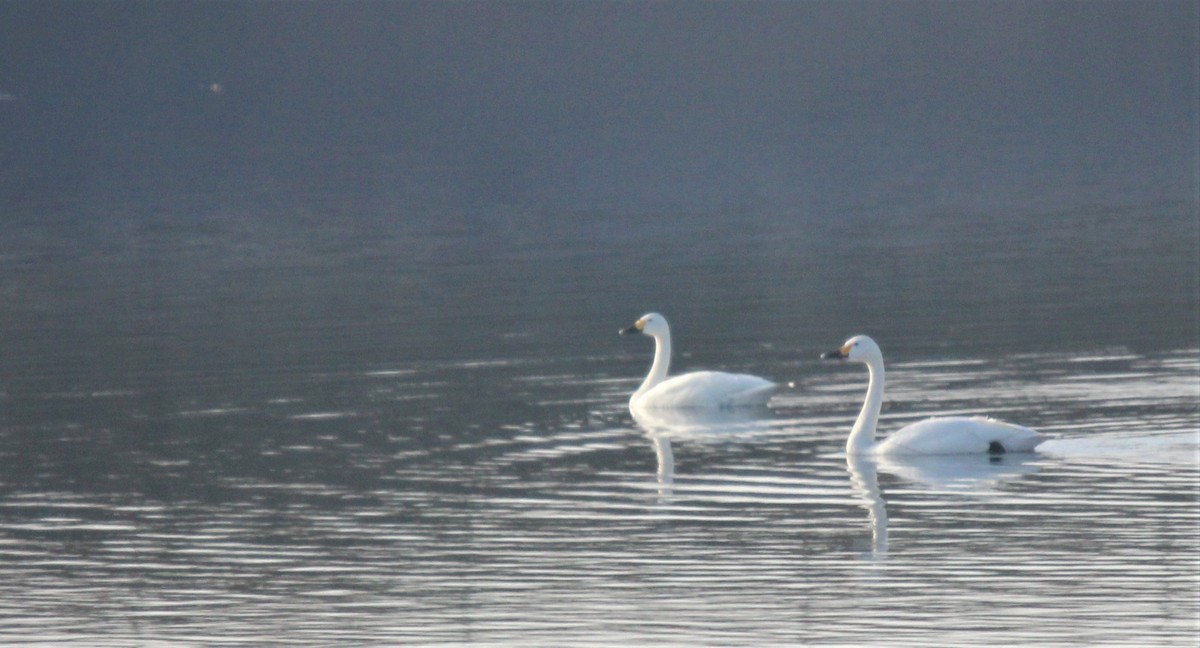 labuť malá (ssp. bewickii) - ML294765161