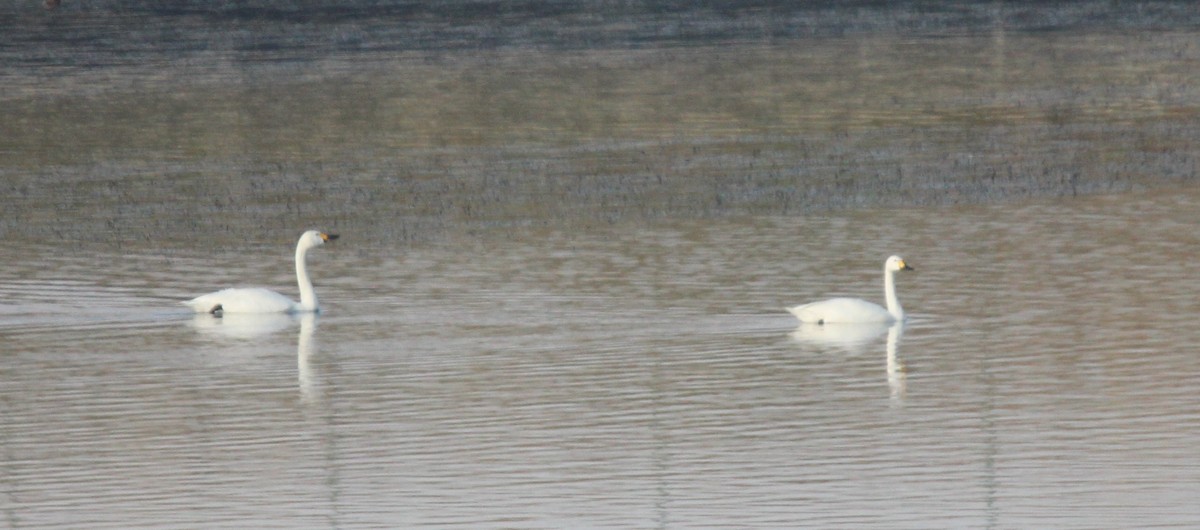 Tundra Swan (Bewick's) - ML294765361