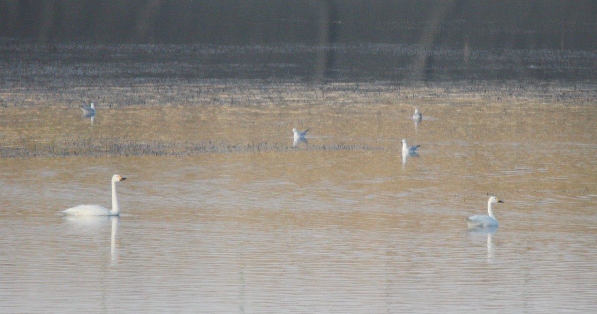 Tundra Swan (Bewick's) - ML294765381