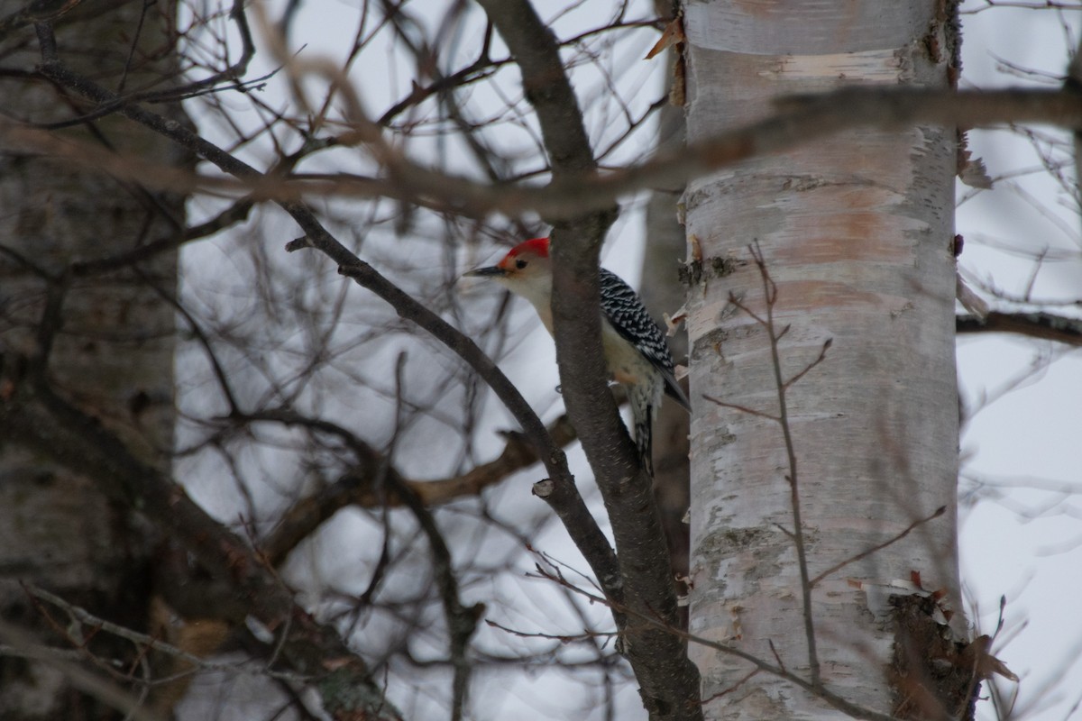 Red-bellied Woodpecker - ML294767311