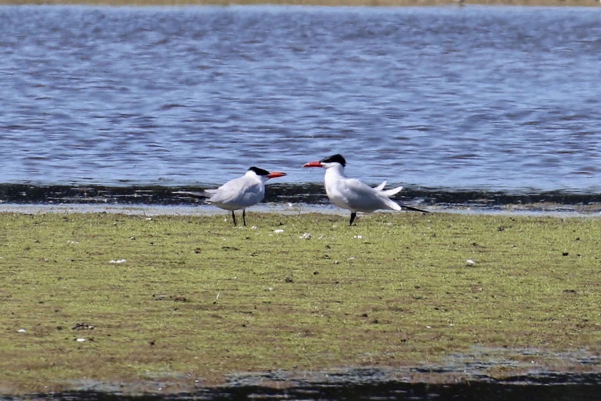 Caspian Tern - ML294767761