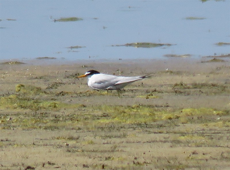 Least Tern - Karen Lebing