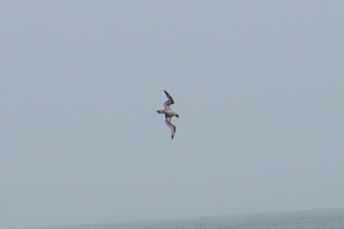 Northern Gannet - ML294769241