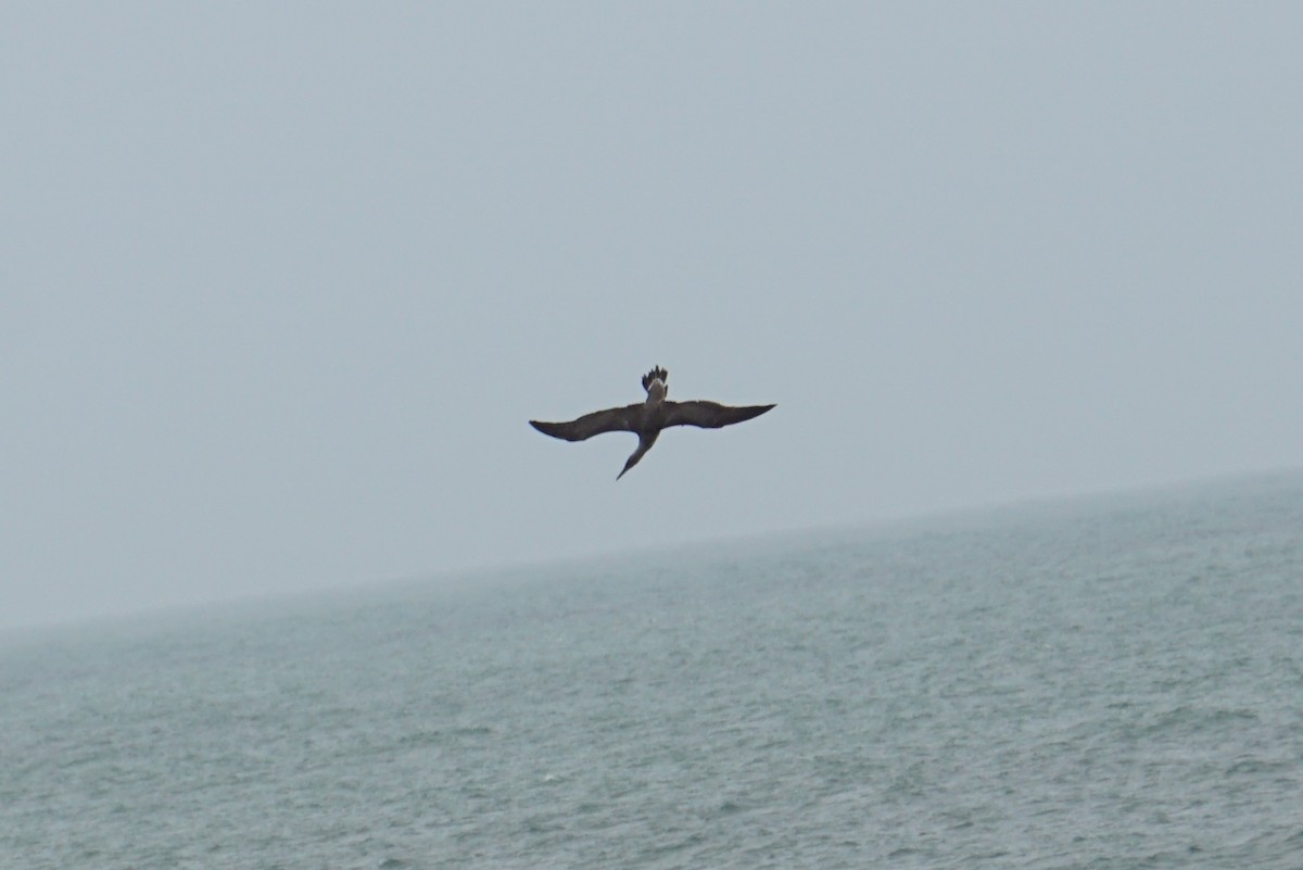 Northern Gannet - ML294769251