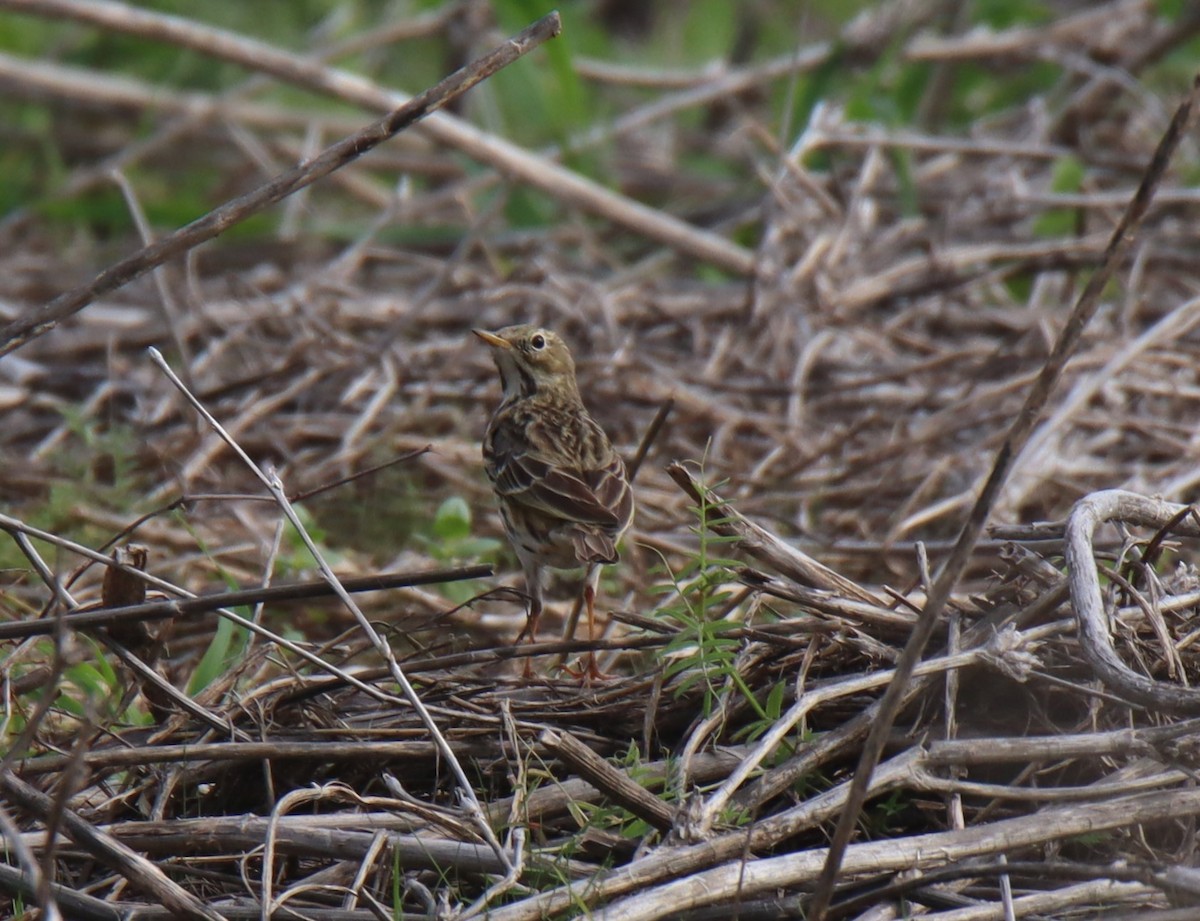 Meadow Pipit - ML294770191