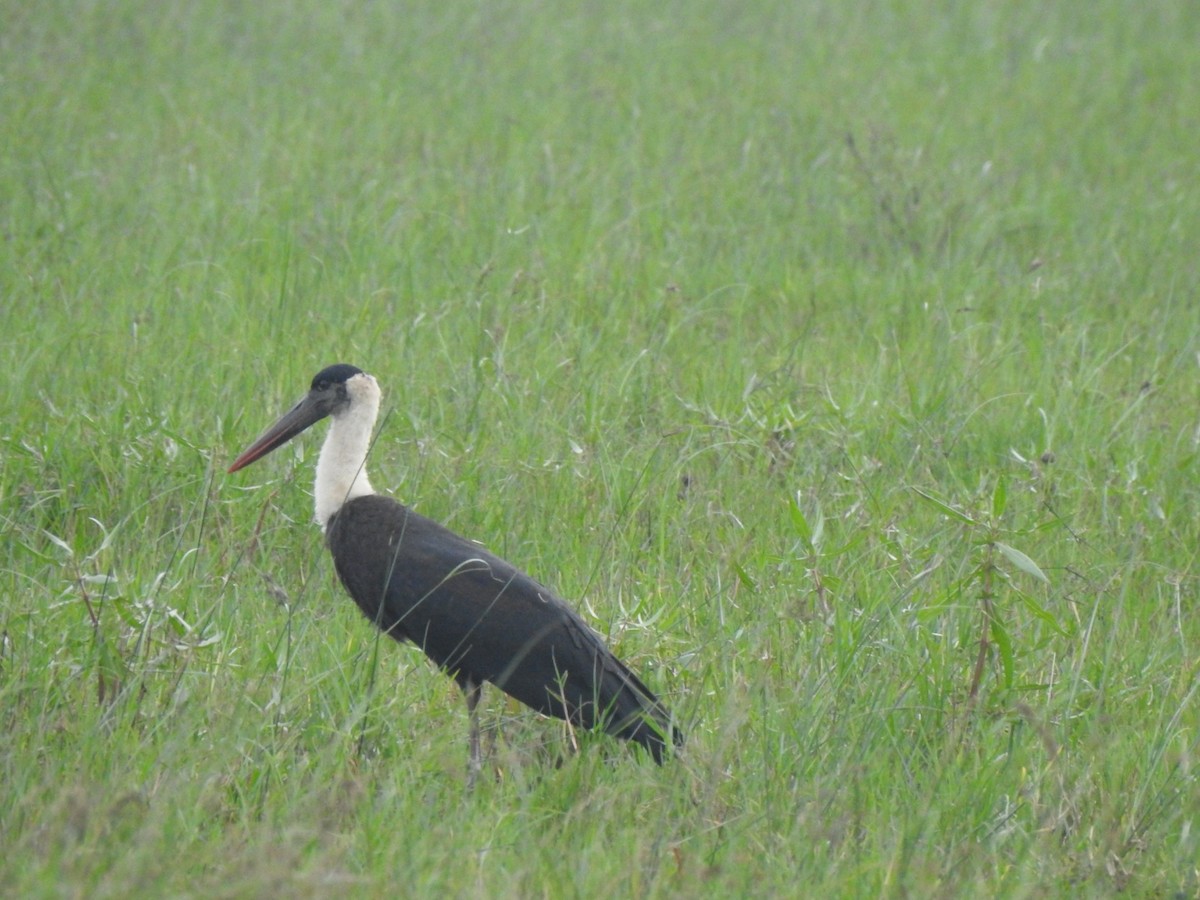 Asian Woolly-necked Stork - ML294770641