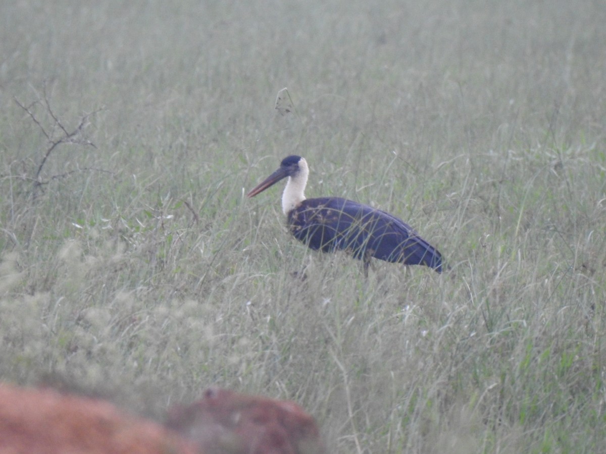 Asian Woolly-necked Stork - ML294770651