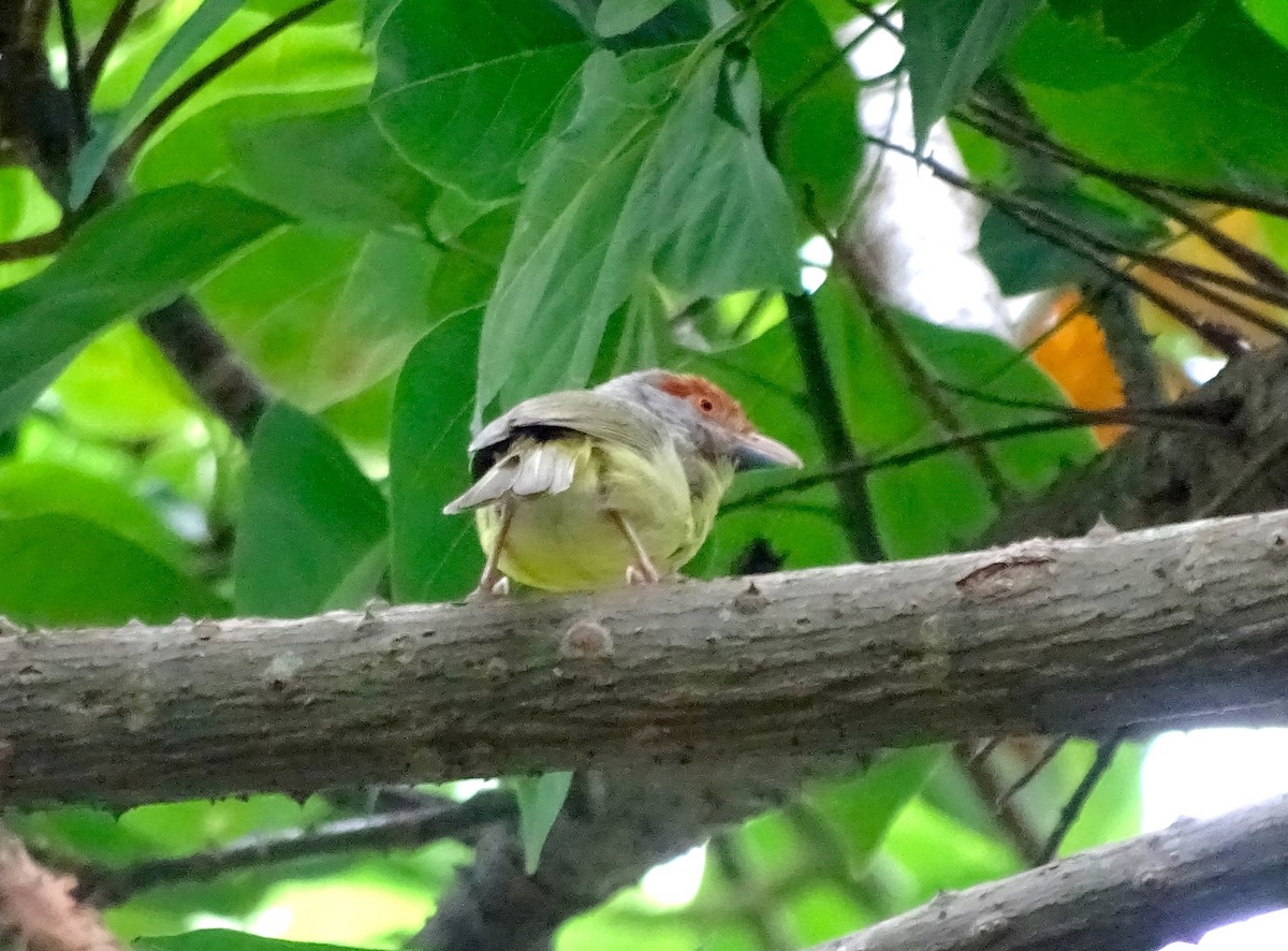 Rufous-browed Peppershrike - ML29477301