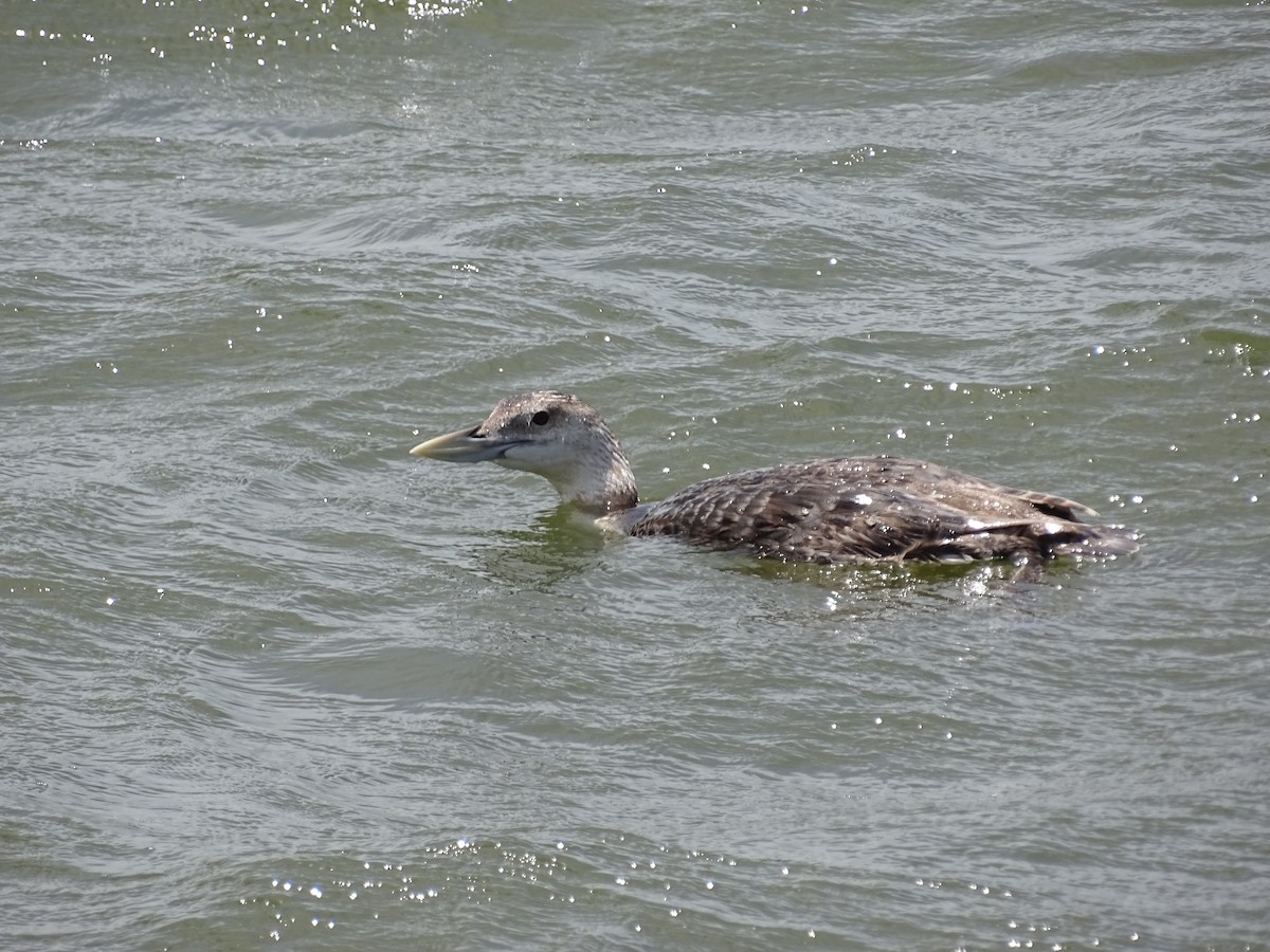 Yellow-billed Loon - ML29477361