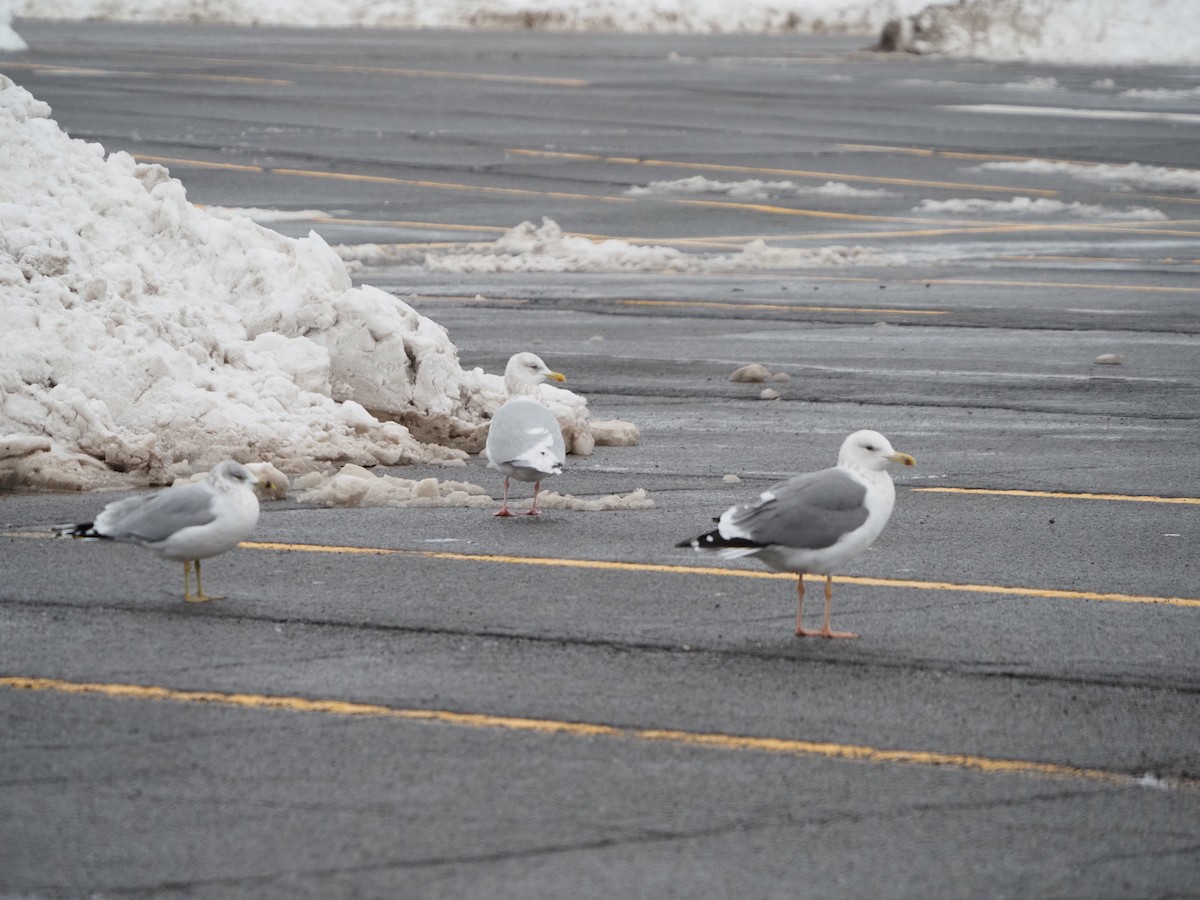 Lesser Black-backed Gull (taimyrensis) - ML294774961