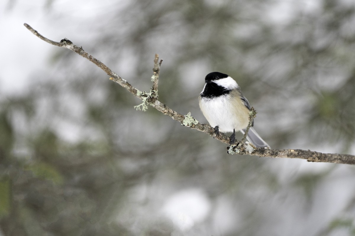 Black-capped Chickadee - Lorie Shaull