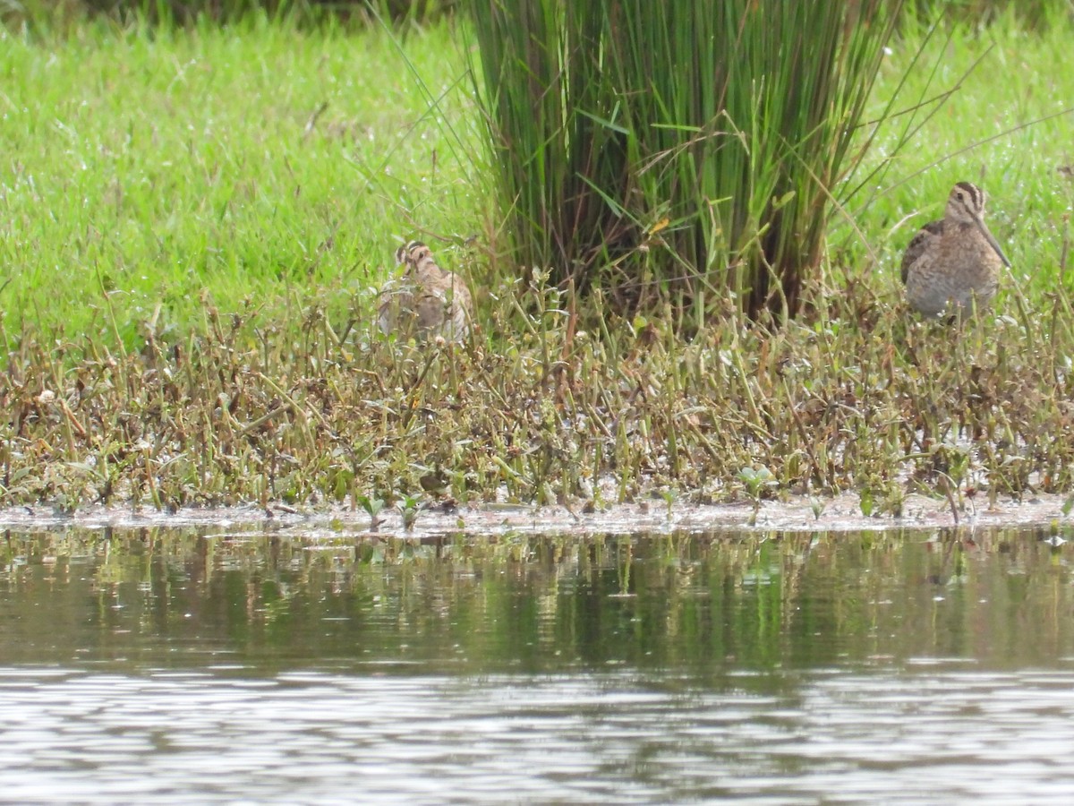 Latham's Snipe - ML294776331