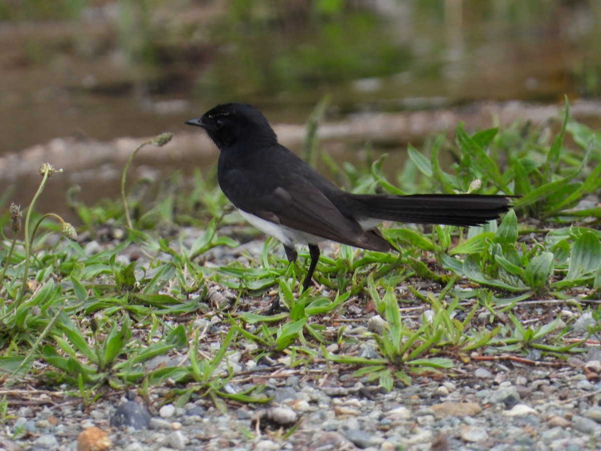 Willie-wagtail - ML294776611