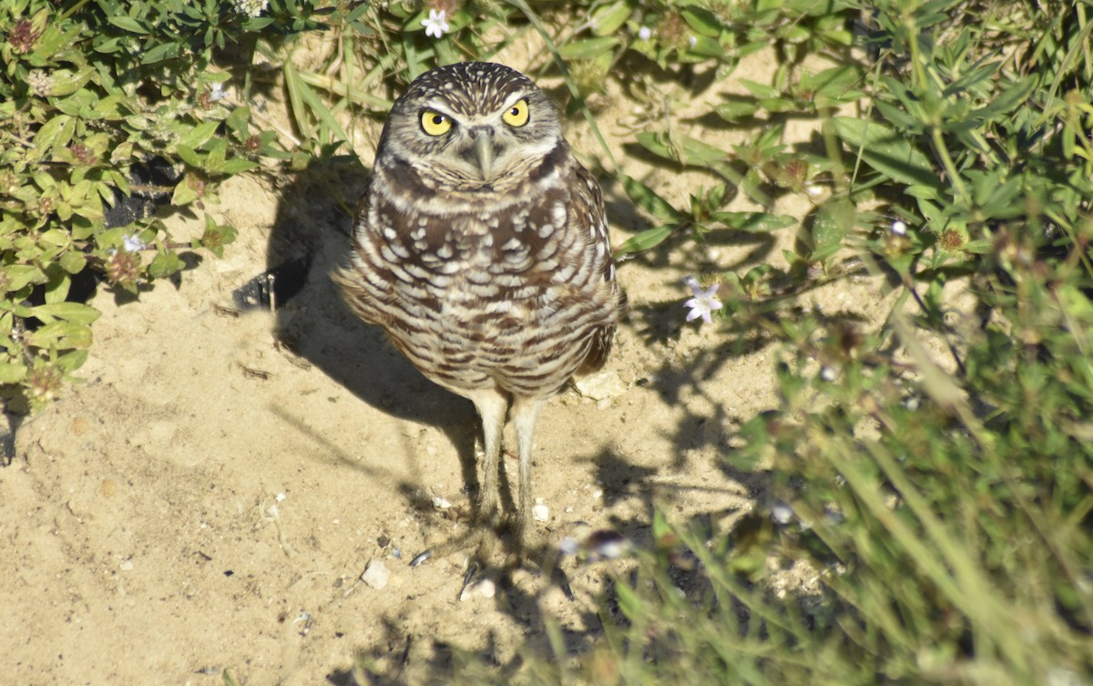 Burrowing Owl - ML294778021