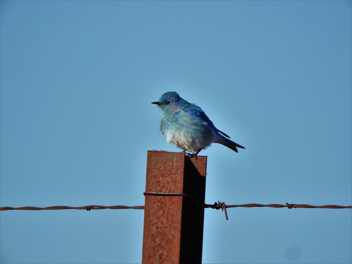 Mountain Bluebird - ML294778561