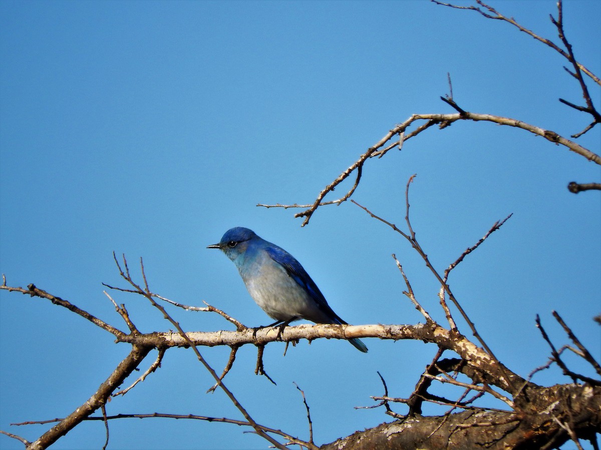 Mountain Bluebird - ML294778571