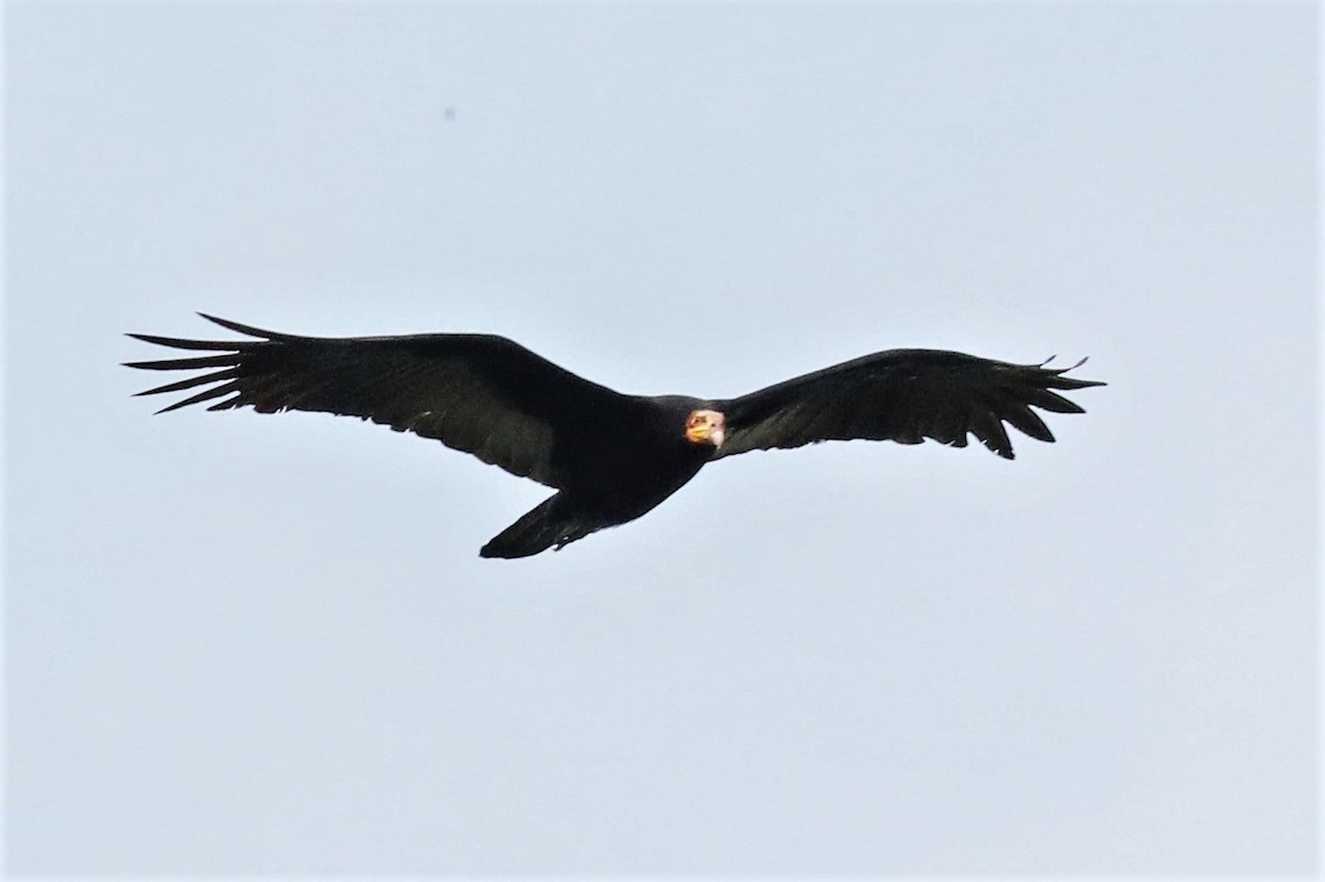 Greater Yellow-headed Vulture - ML294778911