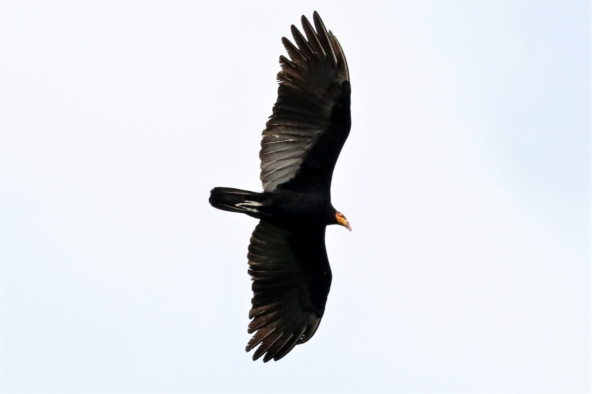 Greater Yellow-headed Vulture - ML294778931