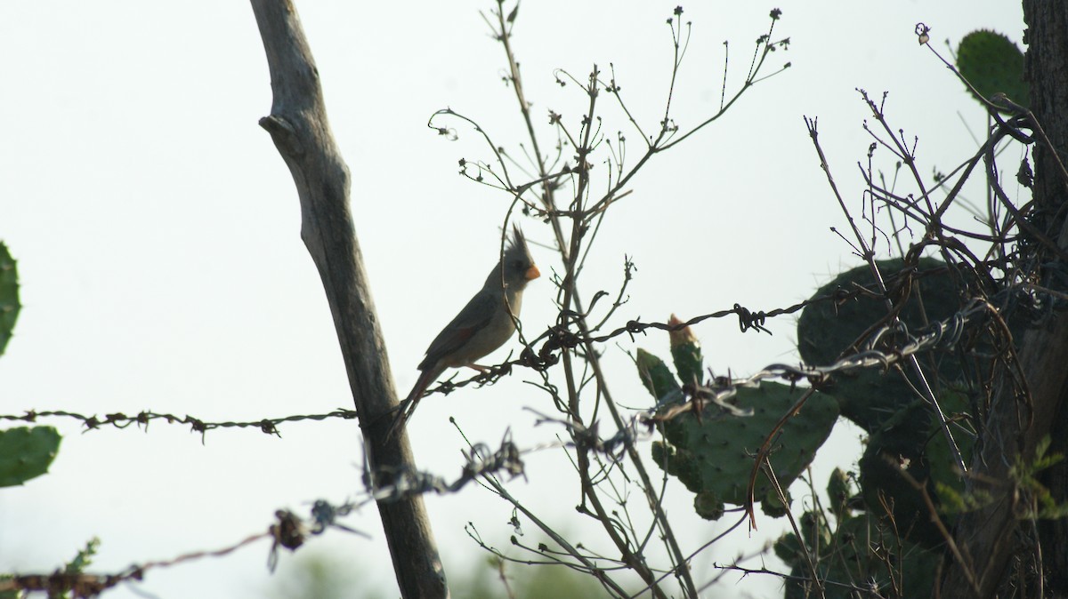 Pyrrhuloxia - ML29477951