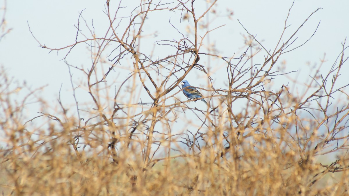 Blue Grosbeak - ML29477991