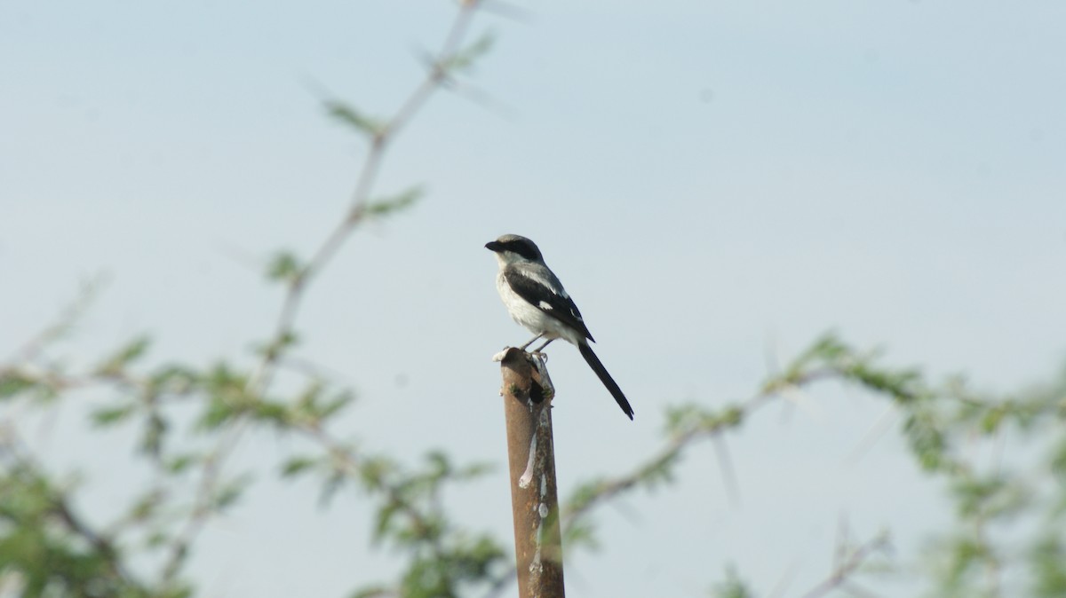 Loggerhead Shrike - ML29478041