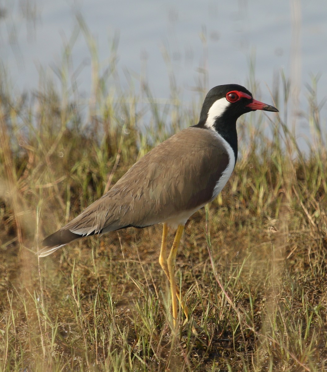 Red-wattled Lapwing - ML294780451