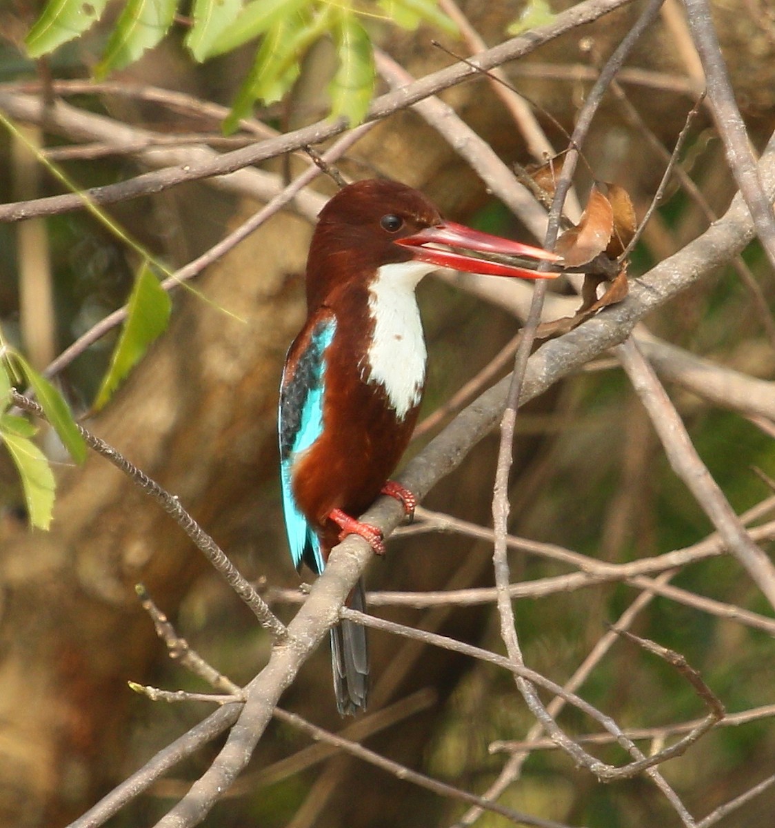 White-throated Kingfisher - ML294780511