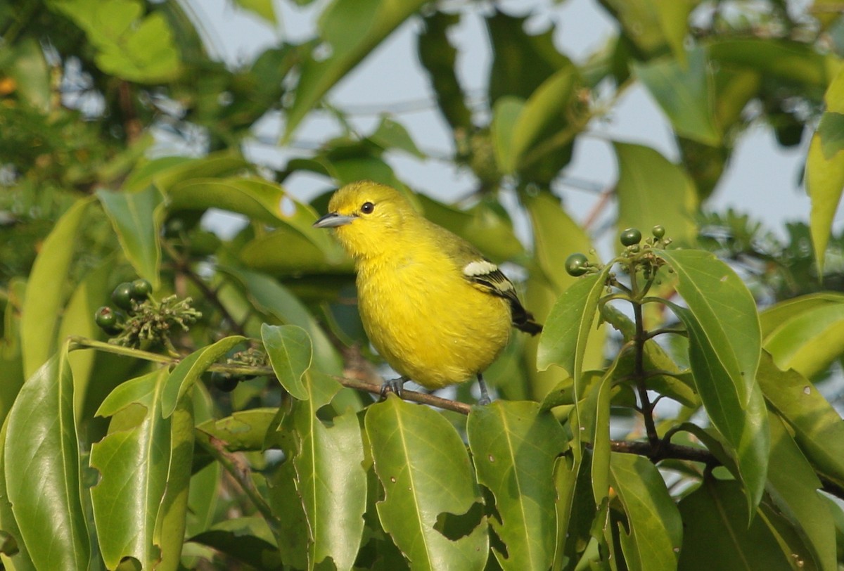 Common Iora - ML294780611