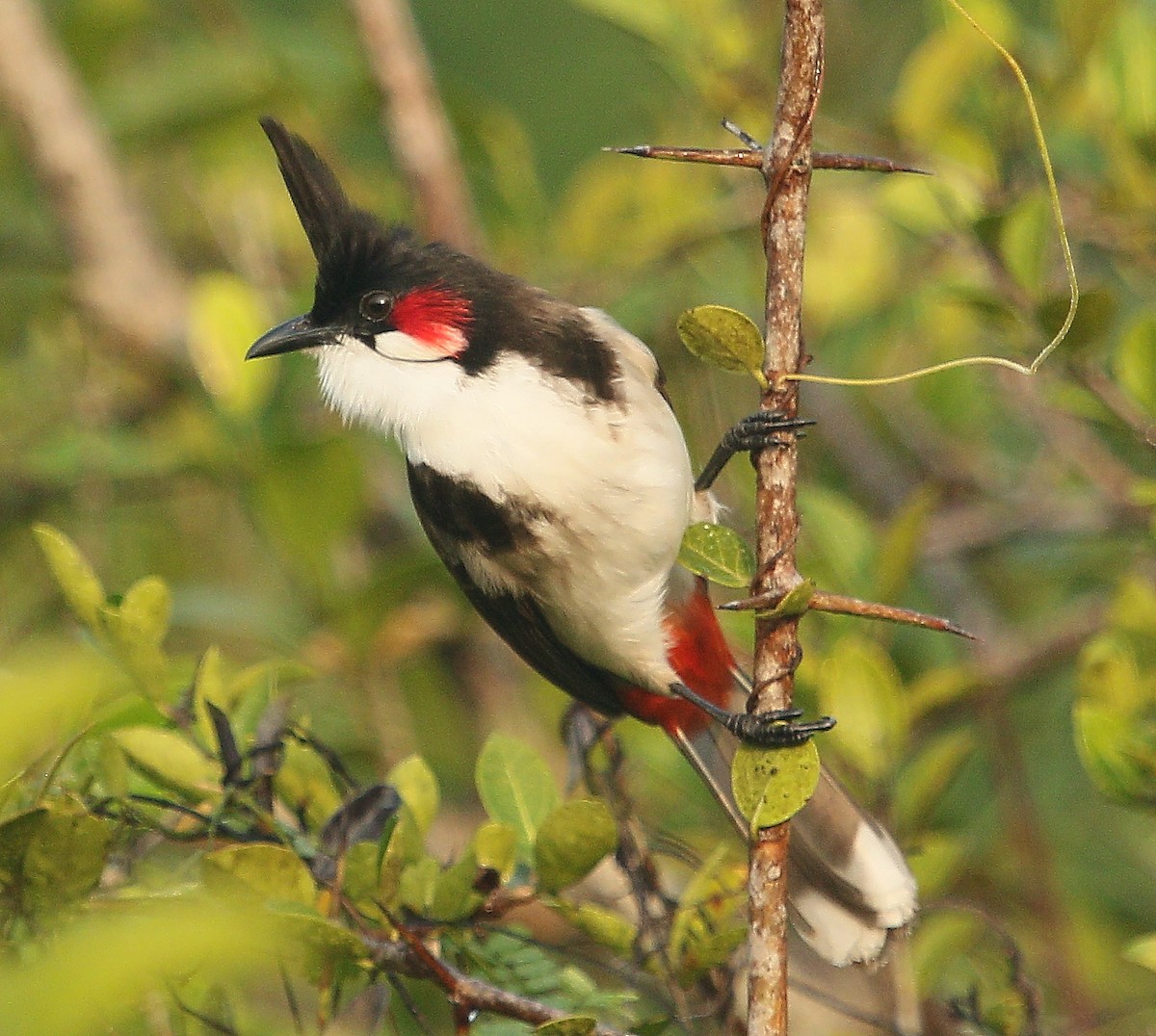 Red-whiskered Bulbul - Sanjana  Krishna