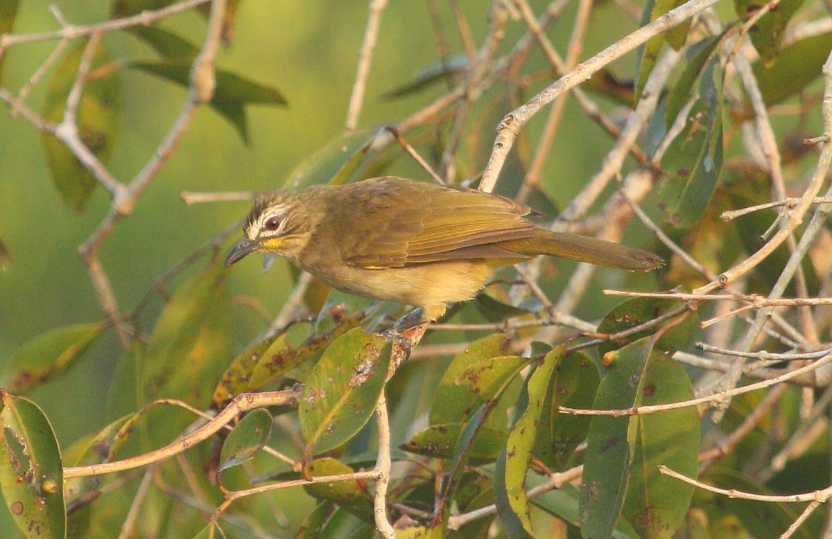 White-browed Bulbul - ML294780691