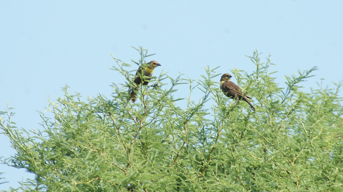 Yellow-headed Blackbird - ML29478071