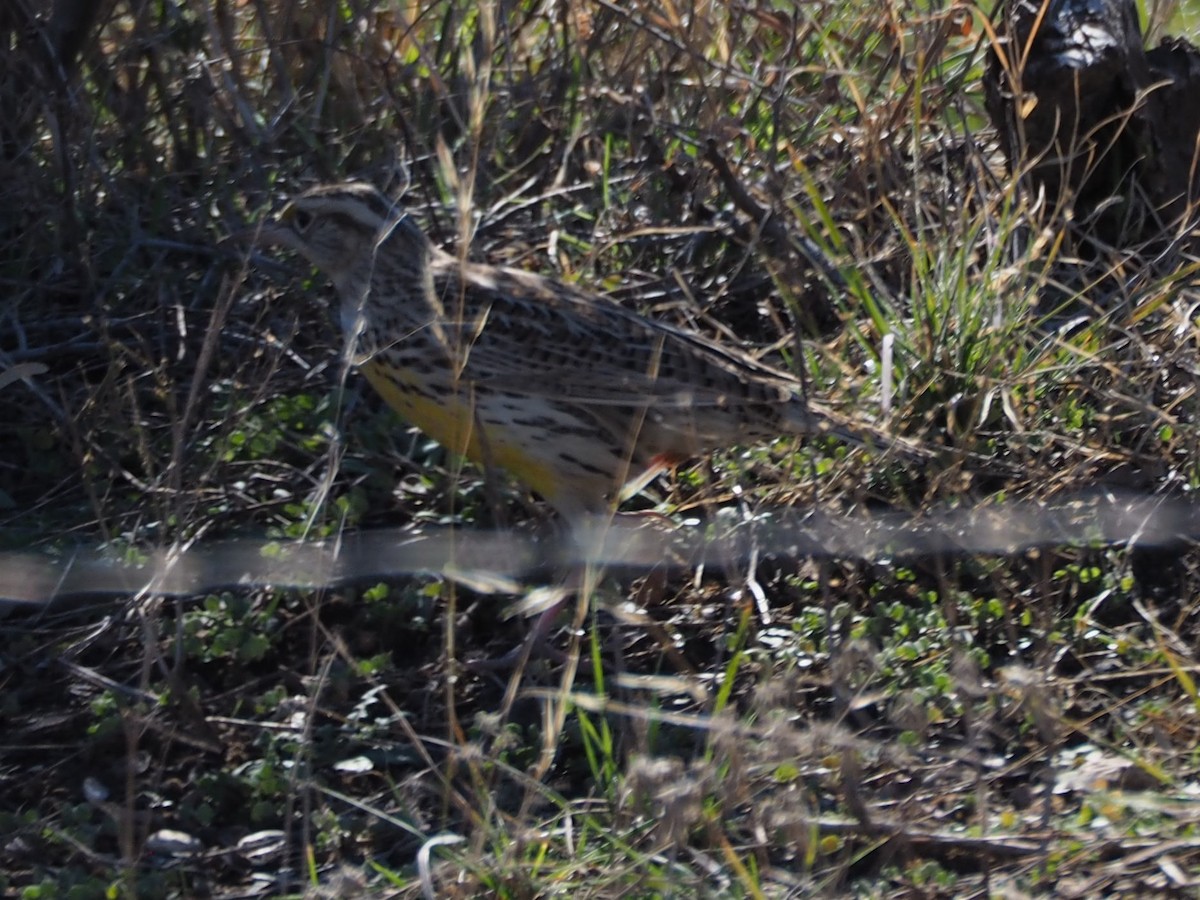 Western Meadowlark - ML294781411