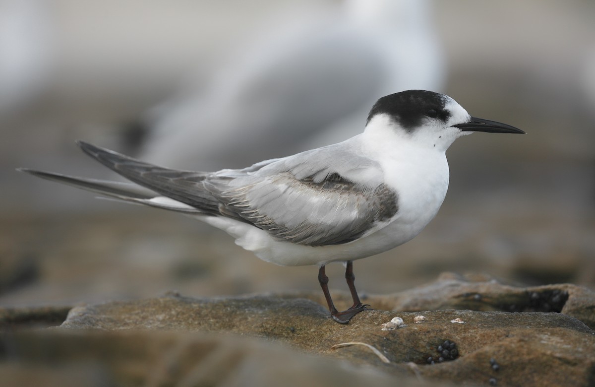 Common Tern (longipennis) - ML294781921