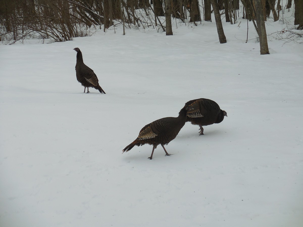 Wild Turkey - Derek Green