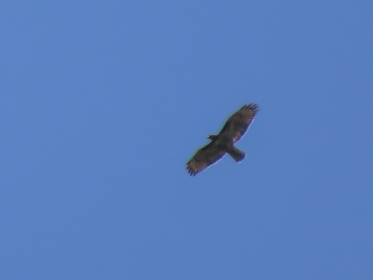 Rufous-tailed Hawk - ML294784561