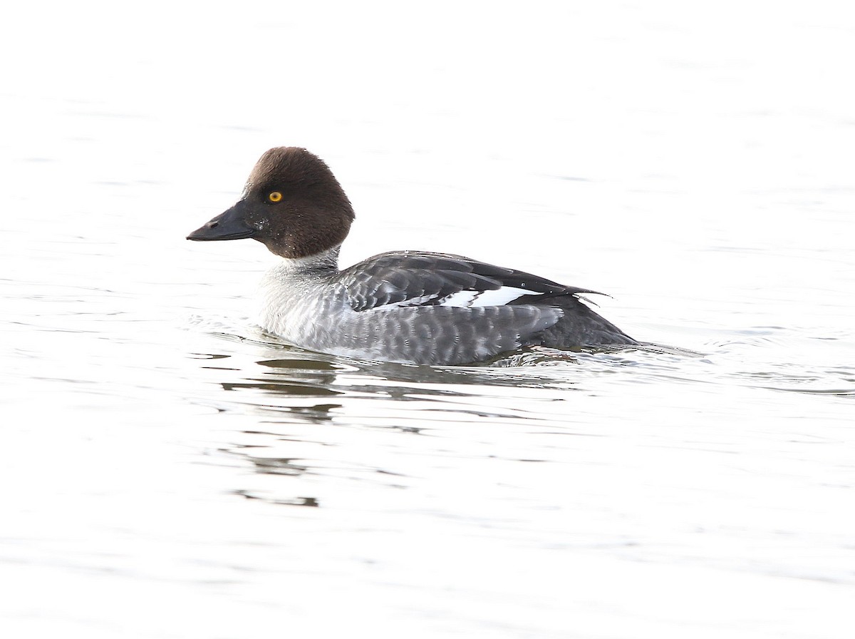 Common Goldeneye - Charles Fitzpatrick