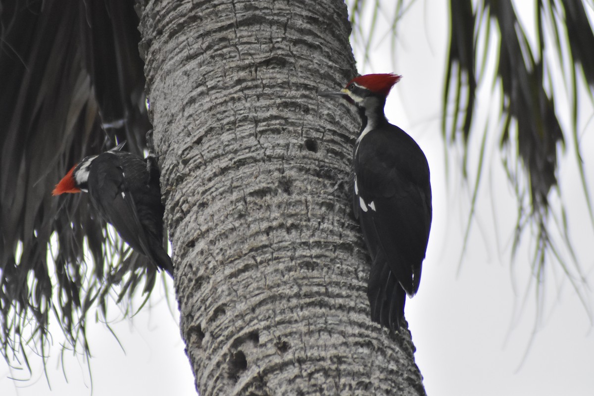 Pileated Woodpecker - ML294784881