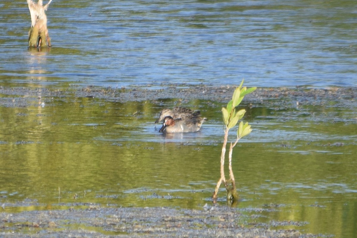 Green-winged Teal - ML294785191